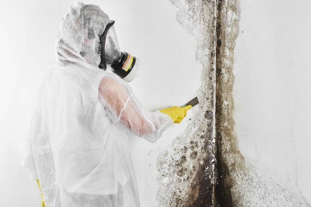 Best Residential Mold Removal  in Gallup, NM