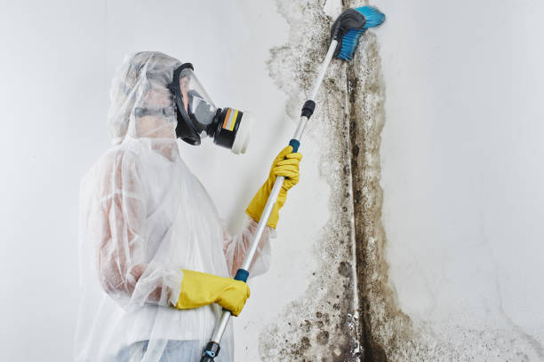 Best Local Mold Removal Service  in Gallup, NM
