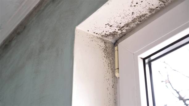 Best Commercial Mold Removal  in Gallup, NM