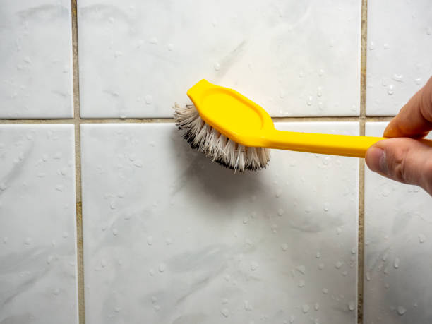 Mold Removal Process in Gallup, NM