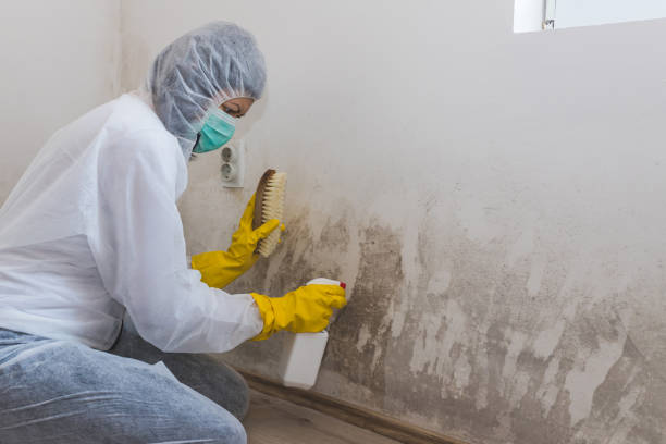 Best Toxic Mold Removal  in Gallup, NM
