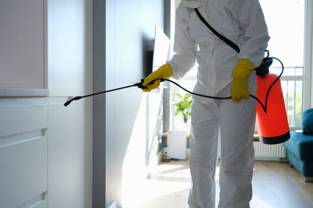 Best Mold Removal Process  in Gallup, NM