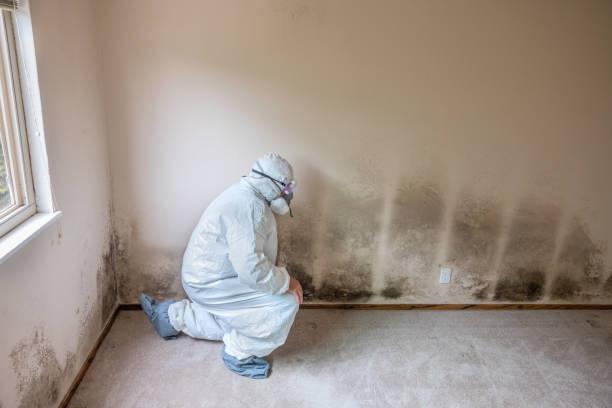 Best Mold Inspection  in Gallup, NM