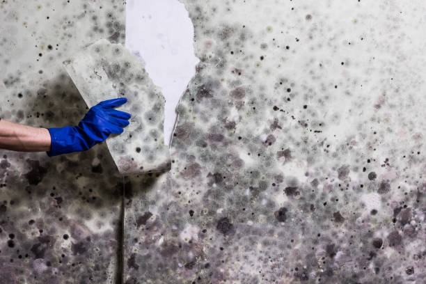 Best Mold Damage Repair  in Gallup, NM