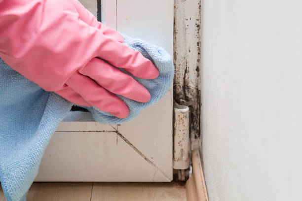 Best Attic Mold Removal  in Gallup, NM